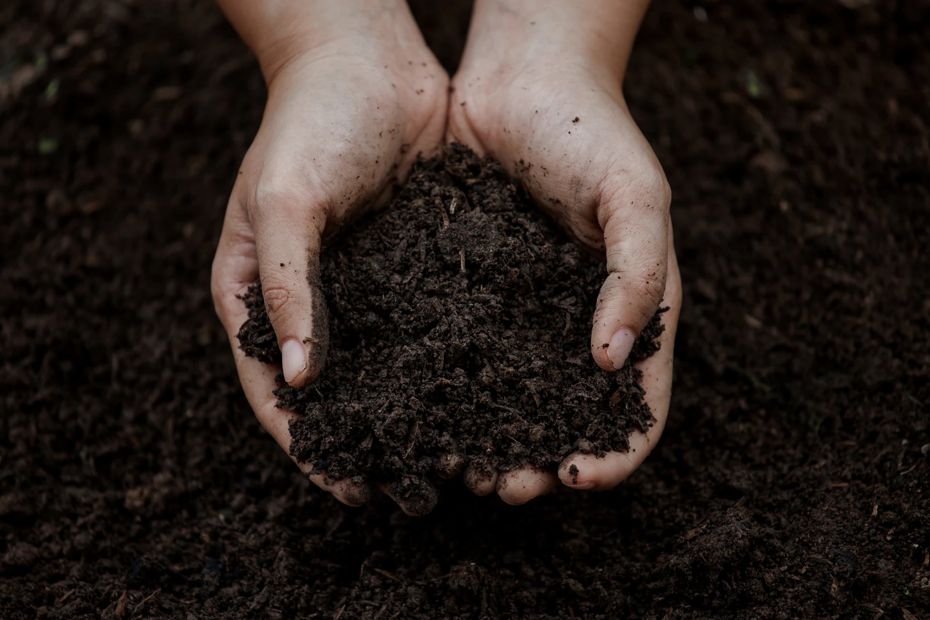 Hands holding healthy soil